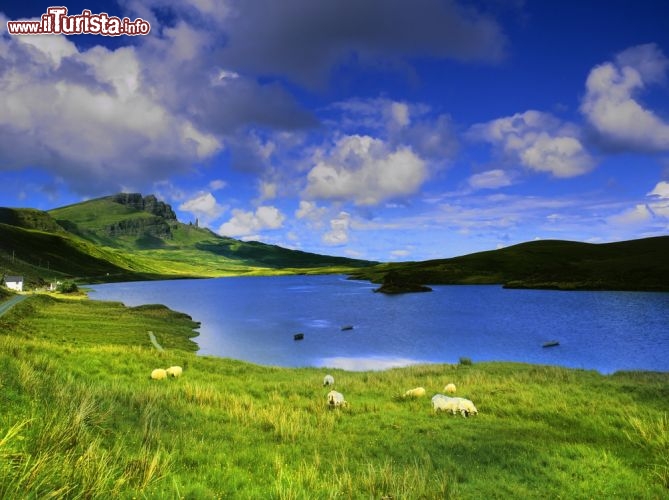 Immagine I colori di Skye, l'sola appena ad  ovest della Scozia. Skye è unita alla terraferma da un ponte e i suoi paesaggi ricordano molto quelli delle vicine Highlands scozzesi con montagne e vallate ricche di prati che a tarda primavera ed in estate vengono trapuntati di fiori colorati - ©David Hughes / Shutterstock.com