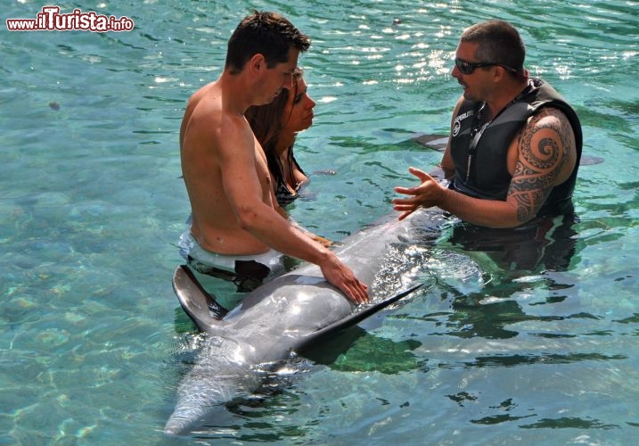 Immagine I delfini dell'Hotel Intercontinental Moorea Resort & Spa, in Polinesia Francese. Un vero resort eco sostenibile, immerso in una natura incontaminata, Il delfino, originario delle Hawaii sembra più un cagnolino che un cetaceo! L'istruttore spiega ad una coppia in viaggio di nozze le caratteristiche somatiche dei delfini