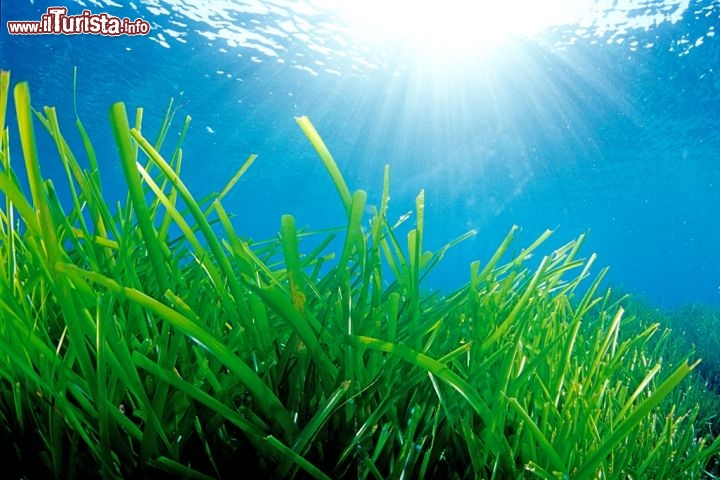 Immagine Ibiza, Baleari: fondale marino con prateria di Posidonia - Copyright foto www.spain.info