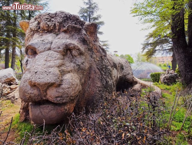 Immagine Ifrane, Marocco: una delle attrattive di ifrane è una testa di leone scolpita nella roccia, in un bosco di cedri in città. Ifrane si trova nel Medio Atlante - © Karol Kozlowski / Shutterstock.com