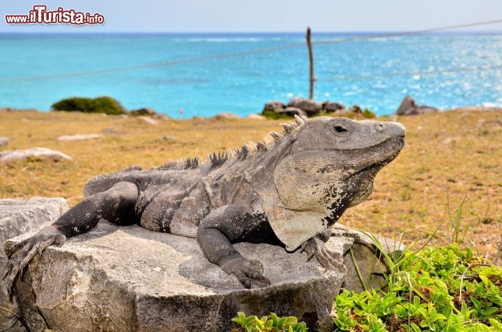 Immagine Una Iguana si riposa al sole sulle rovine Maya di Tulum in Messico - © Elzbieta Sekowska / Shutterstock.com