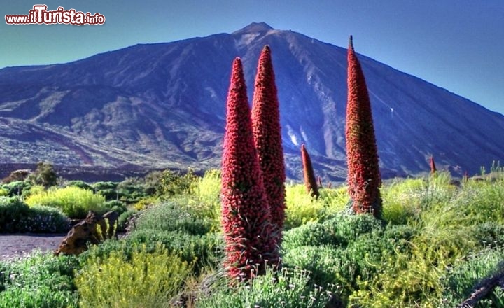 Immagine Il vulcano del Teide a Tenerife, Isole Canarie. In primo piano le particolari fioriture di Echium wildpretii  - Foto di Giulio Badini