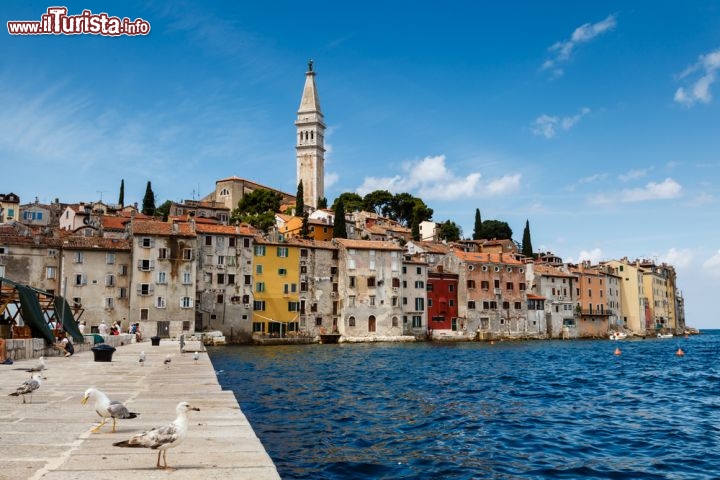 Immagine Il molo di Rovigno con gabbiani, sullo sfondo le case del centro storico venenziano della città dell'Istria in Croazia  - © anshar / Shutterstock.com