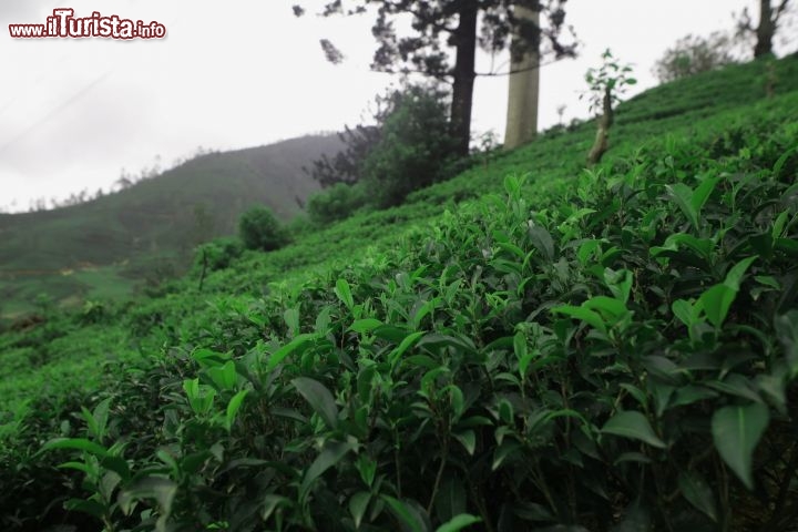 Immagine Il verde intenso delle piantagioni di tè nei pressi di Hatton: la raccolta segue ancora il metodo manuale - © Michela Garosi / TheTraveLover.com