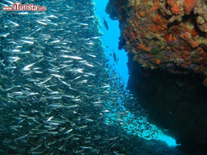 Immagine Un branco di sardine sul reef a Bonaire - © Leonardo Gonzalez / Shutterstock.com