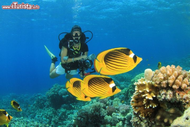Immagine Immersioni a Marsa Alam, la popolare meta vacanze del Mar Rosso in Egitto - © Rich Carey / Shutterstock.com