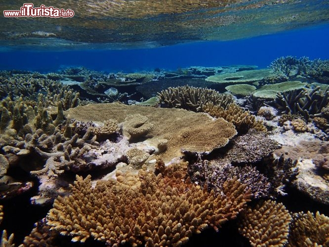 Immagine Immersioni nel reef incontaminato delle isole di Tonga - © Stanislav Fosenbauer / Shutterstock.com