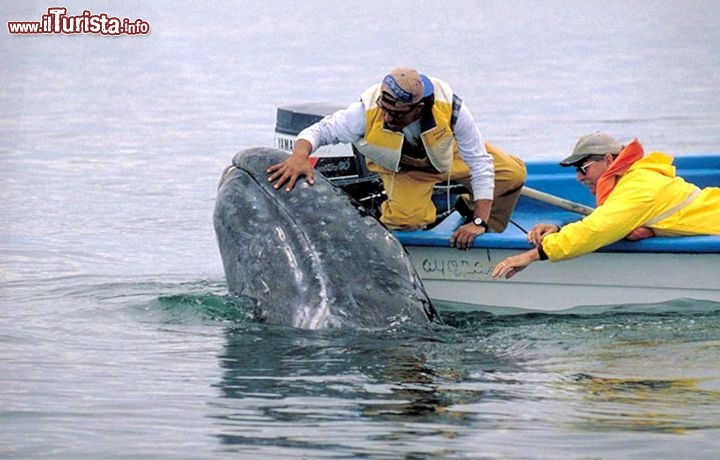 Immagine Incontro balena whale watching Baja California Messico - Foto di Giulio Badini