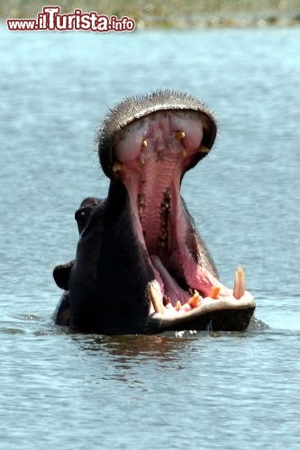 Immagine Ippopotamo Okawango Botswana - Foto Giulio Badini