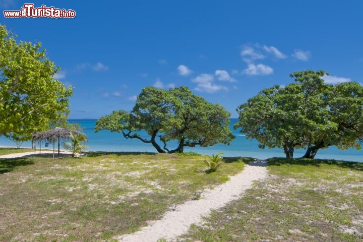 Immagine La particolare vegetazione dell'Isola di Ha'apai,  arcipelago di Tonga - © Andrea Izzotti / Shutterstock.com