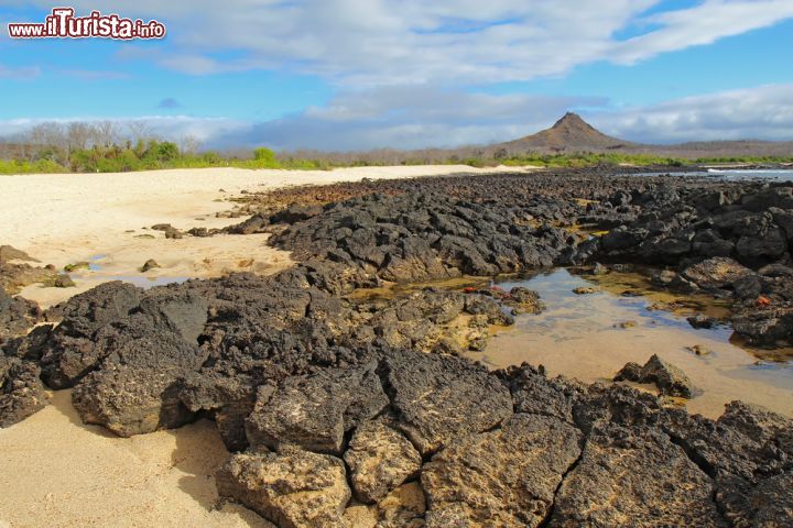 Immagine L'isola di Santa Cruz, nota anche come Indefatigable dal nome di una nave della flotta britannica, accoglie la maggior parte della popolazione dell'arcipelago oltre alla stazione di ricerca Charles Darwin dove un allevamento di tartarughe si occupa del reinserimento di questi animali nel loro habitat naturale. Sullo sfondo si intravede Dragon Hill, noto per la laguna dei fenicotteri, lungo i cui sentieri si possono ammirare le iguane intente a mangiare - © Stephen B. Goodwin / Shutterstock.com