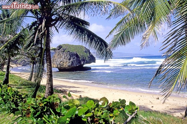 Immagine Bathsheba, una spiaggia selvaggia sul litorale orientale di Barbados - Fonte: Barbados Tourism Authority