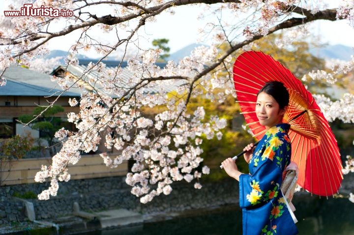 Immagine Fioritura dei ciliegi a Kyoto, Giappone - Questa antica tradizione, che risale ad oltre un millennio fa, è ancora fra le più sentite della cultura giapponese tanto che ogni anno, da inizio Aprile a metà Maggio, milioni di cittadini (e turisti) si recano nelle 60 località più famose del Sol Levante per assistere allo spettacolo naturale della fioritura dei ciliegi. In tempi più moderni, l'hanami - questo il nome dell'usanza - è anche perfetta occasione per le famiglie per uscire nei parchi e nelle aree verdi a fare un picnic a base di sushi, birra e sake © takayuki / Shutterstock.com