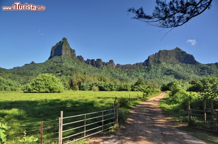 Immagine L interno verde di Moorea, siamo nella Polinesia Francese