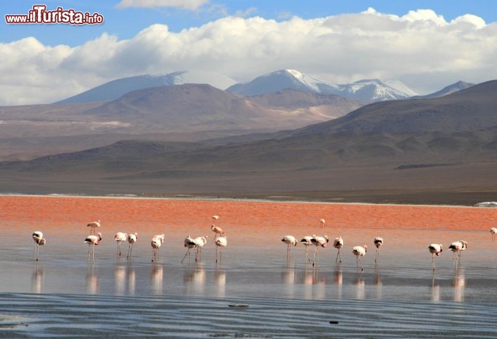 Immagine La Laguna Colorada in Bolivia con alcuni fenicotteri -  Foto di Giulio Badini i Viaggi di Maurizio Levi 