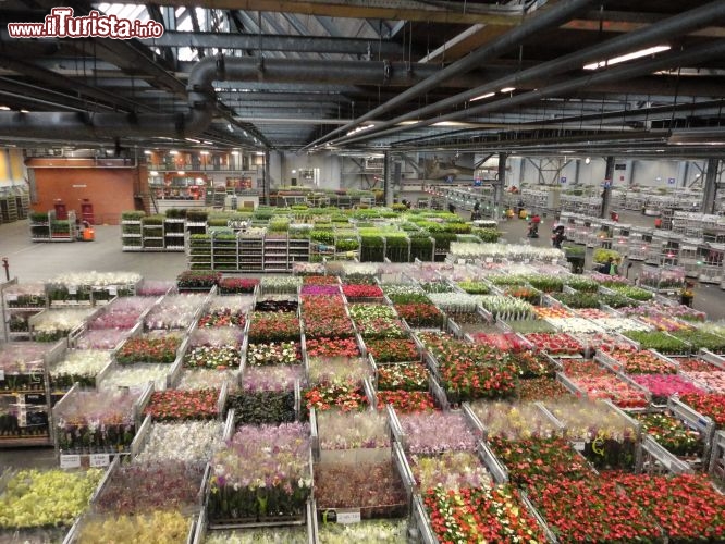 Immagine La borsa dei fiori di Naaldwijk (Olanda).
