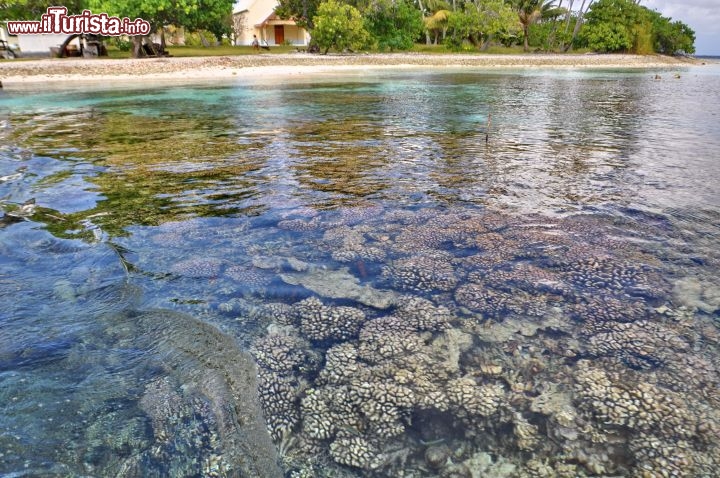 Immagine La barriera Corallina del South Pass di Fakarava, Isole Tuamotu