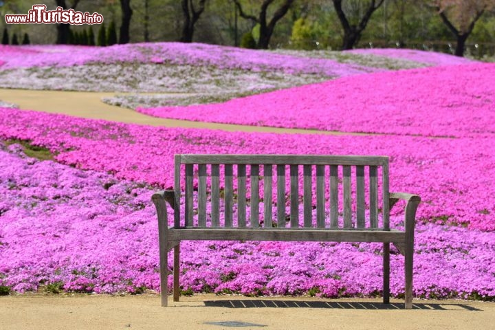 Immagine La fioritura nella prefettura di Yamanashi: è il momento del Festival di Shibazakura, uno dei più attesi in Giappone - © bluehand / Shutterstock.com