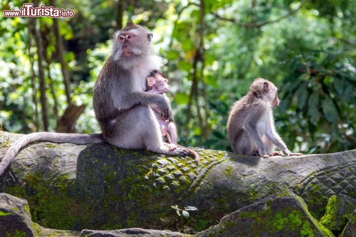Immagine La foresta sacra delle scimmie: si trova a Ubud Bali, in Indonesia - © Dima Fadeev / Shutterstock.com
