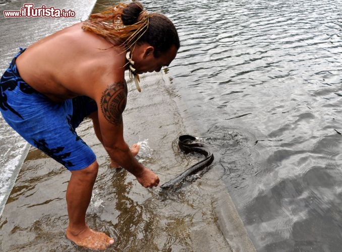 Immagine La guida invita un'anguilla ad uscire dal lago con un pezo di pane