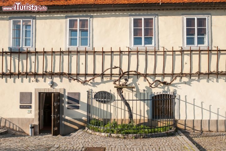 Immagine La più antica vite della Slovenia - Si trova nella città di Maribor la più datata pianta di vite di tutto il territorio sloveno. Si chiama Stara trta e stando a quanto riportato, con i suoi 400 anni, sarebbe anche la più vecchia del mondo, iscritta nel Guinness dei Primati e ancora in grado di produrre uva e vino. Si racconta che da questa pianta ogni anno si producano bottiglie di nettare prelibato. Alcune vennero donate a personaggi di spicco del mondo politico, sportivo e culturale fra cui Bill Clinton, l'imperatore giapponese Akihito, Bradd Pitt e papa Benedetto XVI° © dohtar/ Shutterstock.com