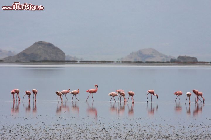 Immagine Lago Natron: i fenicotteri minori si riproducono unicamente in questo lago della Tanzania (Africa) - © Pierre-Jean Durieu / Shutterstock.com