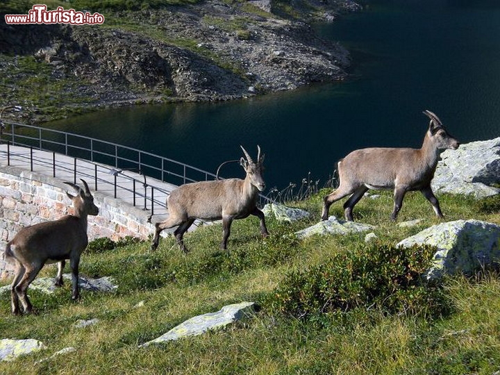 Immagine Il Lago del Diavolo con alcuni camosci: ci troviamo nell'alta Val Brembana nei pressi di Carona (Lombardia) - © www.comune.carona.bg.it