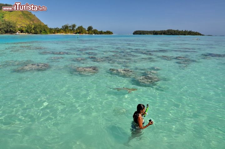 Immagine Laguna di moorea: uno squalo nuota a fianco di una bagnante. Siamo in Polinesia Francese nell'isola a fianco di quella di Tahiti