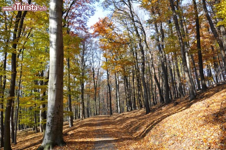 Immagine Lainzer Tiergarten: addirittura un bosco di faggi in centro a Vienna - © A_Lein / Shutterstock.com