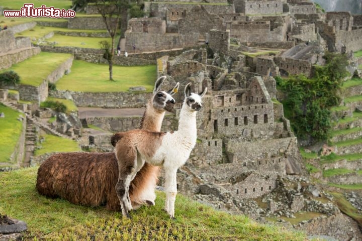 Immagine Lama a Machu Picchu, Perù  - E' un grosso camelide originario del Sudamerica che si nutre principalmente di erba e piante ma anche di licheni, funghi e arbusti. Allevati non solo perchè animali da soma ma anche per la loro pregiata lana, i simpatici lama si possono incontrare durante i tour in Perù. In questa immagine, un lama adulto con il piccolo fotografati davanti alle rovine di Machu Picchu - © Yongyut Kumsri / Shutterstock.com