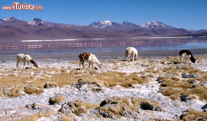 Immagine Lama al pascolo salar della Bolivia -  Foto di Giulio Badini i Viaggi di Maurizio Levi 