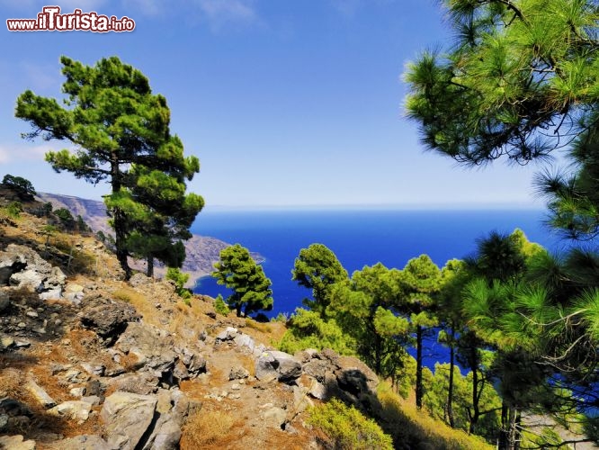 Immagine Magnifici esemplari di pino canario sferzati dal vento sulla costa di El Hierro (Canarie) - © Karol Kozlowski / Shutterstock.com