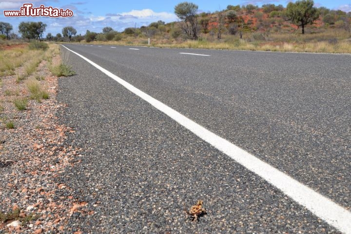 Immagine Il salvataggio di un diavolo Spinoso lungo la Lasseter Highway in direzione di Ayers Rock - Lungo la strada che porta ad Uluru, denominata Lasseter Highway che si stacca dalla principale Stuart Highway, può capitare di notare questi piccoli rettili mentre attraversano la strada. Si tratta dei Thorny Devils, delle lucertole spinose, dall'aspetto preistorico, che rischiano di essere ingloriosamente schiacciate dalle ruote delle automobili