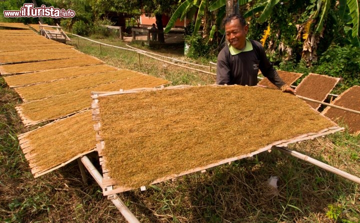 Immagine Una fase della lavorazione del tabacco a Nong Khai, in Thailandia - © Tappasan Phurisamrit / Shutterstock.com