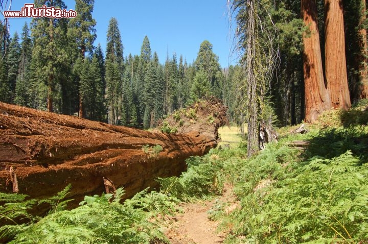 Immagine Le magiche foreste del Sequoia Kings Canyon National Park in California (USA)- © Jiri Foltyn / Shutterstock.com