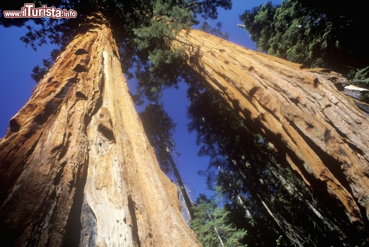 Immagine Le grosse cortecce delle sequoie sono spugnose al tatto, ma anche sorprendentemente resistenti al fuoco. Possedendo dei rami molto alti, anche a decine di metri d'altezza, le Sequoie Giganti possono così sopravvivere agli incendi più imponenti senza subire troppi danni - © spirit of america / Shutterstock.com