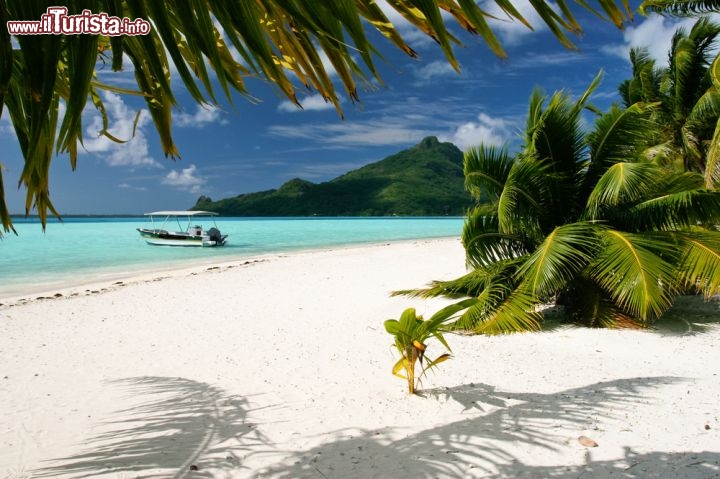 Immagine Maupiti appartiene alle Isole della Società nella Polinesia Francese, per l'esattezza alle Isole Sottovento. Grazie alla sabbia bianca, le palme, l'acqua cristallina e la quiete idilliaca ha un'economia basata prevalentemente sul turismo, insieme alla pesca e all'agricoltura - © Piotr Gatlik / Shutterstock.com