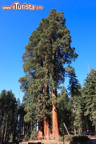 Immagine Le sequoie della California possono superaeo gli 80 metri di altezza e rappresentano la categoria degli esseri viventi  più grandi del pianeta - © pmphoto / Shutterstock.com