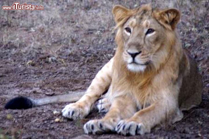 Immagine Leone asiatico nello stato del Gujarat, India - Foto di Giulio Badini