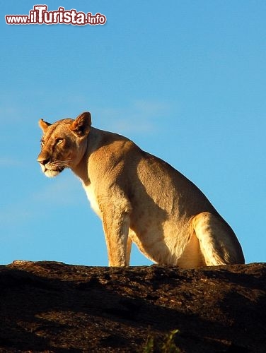 Immagine Leone parco nazionale Tanzania - Foto di Giulio Badini