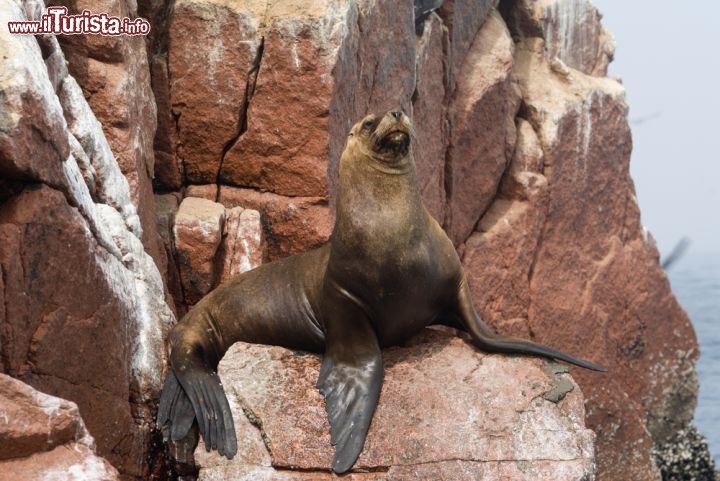 Immagine Leone di mare alle isole Ballestas, al largo del porto di Paracas, in Perù - © Yory Frenklakh / Shutterstock.com