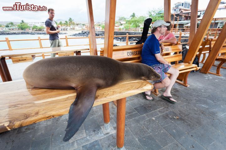 Immagine Un bellissimo esemplare di leone marino comodamente disteso su una panca. Fotografato in una delle isole delle Galapagos, questo mammifero si dimostra per nulla intimorito dalla presenza dell'uomo  - © sunsinger / Shutterstock.com