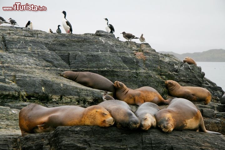 Immagine Leoni Marini sul canale di Beagle , in alto dei pinguini. Le escursioni da Ushuaia includono questo genere di avvistamenti come anche le visite ai ghiacciai della Terra del Fuco, che si gettano direttamente in mare - © jorisvo / Shutterstock.com