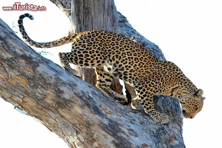 Immagine Leopardo Botswana - Foto Giulio Badini