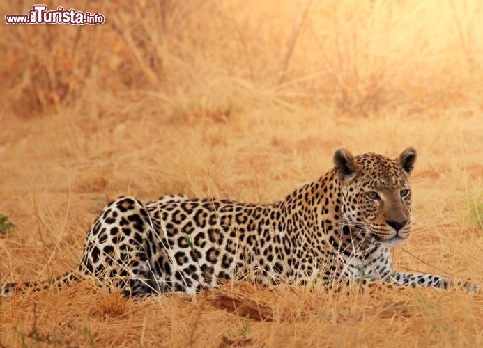 Immagine Un leopardo riposa nella savana della Namibia - © Galyna Andrushko / Shutterstock.com