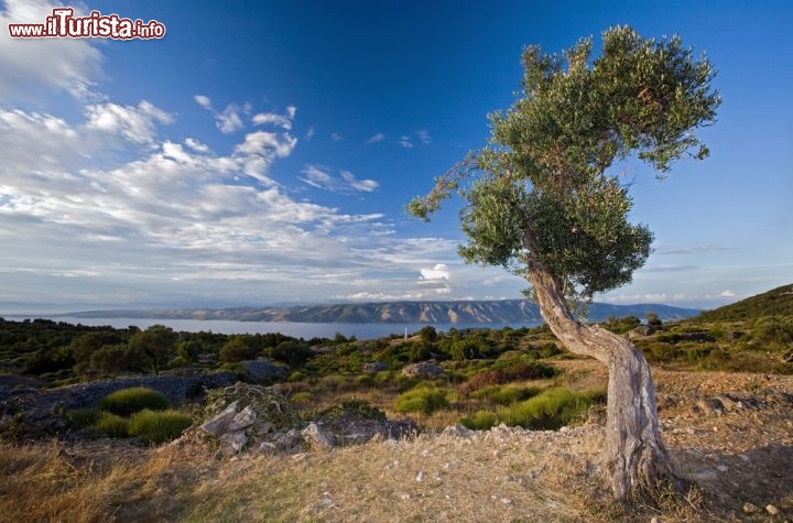 Immagine Lesina, ovvero Otok Hvar in croato, è anche una mete apprezzata dai cultori del trekking e delle passeggiate all'aria aperta. Lungo le montagne dell'interno si possono ammirare borghi, dalle tipiche case in pietra calcarea, ma anche vigneti ed oliveti. In questo caso vediamo un albero di ulivo piegato dal vento e dal peso degli anni, ed una cornice di  macchia mediterranea che incornicia un cielo spettacolare di Croazia - © aleksandart / Shutterstock.com