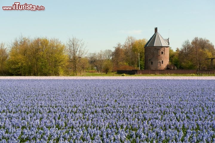 Immagine Lisse, la città del Zuid Holland fa parte della cosiddetta regione dei Tulipani, in Olanda, a sud-ovest di Amsterdam - © Ivonne Wierink / Shutterstock.com