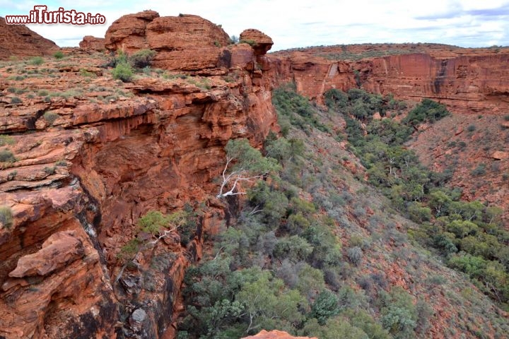 Immagine Lookout del Kings Canyon del Northern Territory, in Australia - Il Kings Canyon tocca un'altitdine di 270 m sulla valle sottostante, e tende a restringersi man mano si procede verso est. Quando il Kings Creek piega decisamente verso nord, si entra nel spettacolare Giardino dell'Eden, una zona del fiume dove, grazie a dello pozze d'acqua permanenti, si trovano condizioni elevate di umidità, e possono vivere antiche specie di piante che erano già presenti al tempo dei dinosauri!