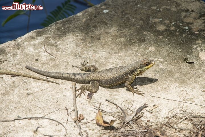 Immagine Lucertole e varani fanno parte delle faune tipiche del Parco nazionale dell Iguassù in Brasile - © Sergio Schnitzler / Shutterstock.com