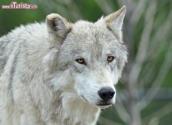 Immagine Un lupo grigio all'interno del Parco nazionale di Yellowstone negli USA. Questa regione consente di vedere un grande numero di animali - © Kane513/ Shutterstock.com